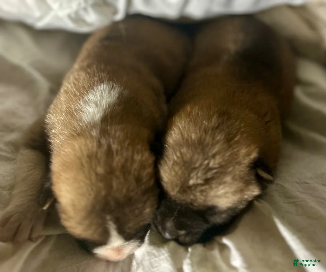 Akita dogs for sale: Akita 1 - Ad 2