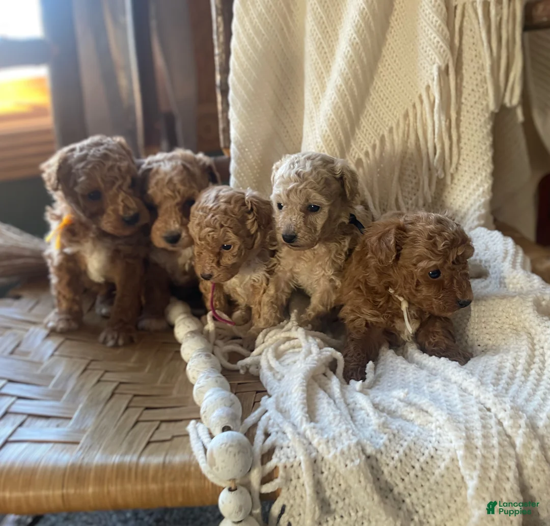 Toy Poodle dogs for sale: LITTLE ARCHIE - Ad 33