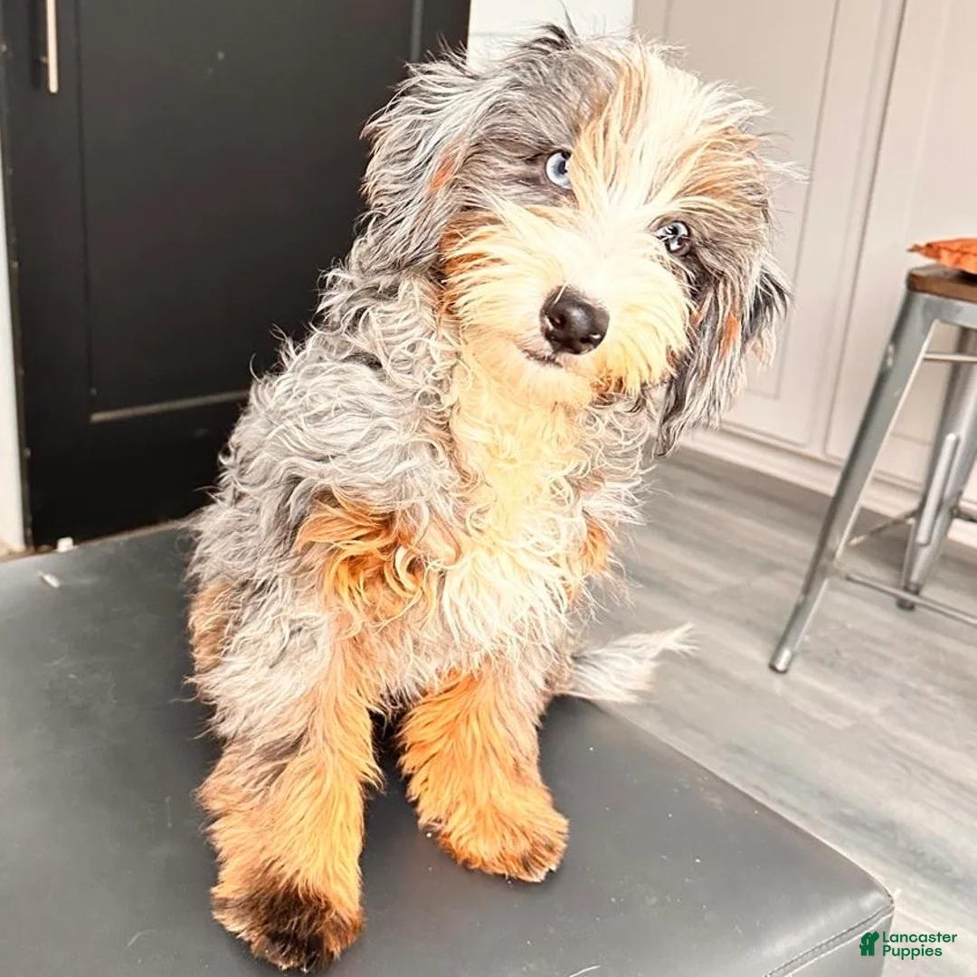 Mini Bernedoodle dogs for stud: Trump - Ad 5