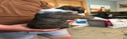 Boxer dogs for sale: Boxer 4 - Ad 2