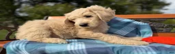 Labradoodle dogs for sale: Ginger (Girl) - Ad 5