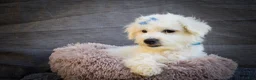 Maltese dogs for sale: Bryson 🐾 - Ad 6