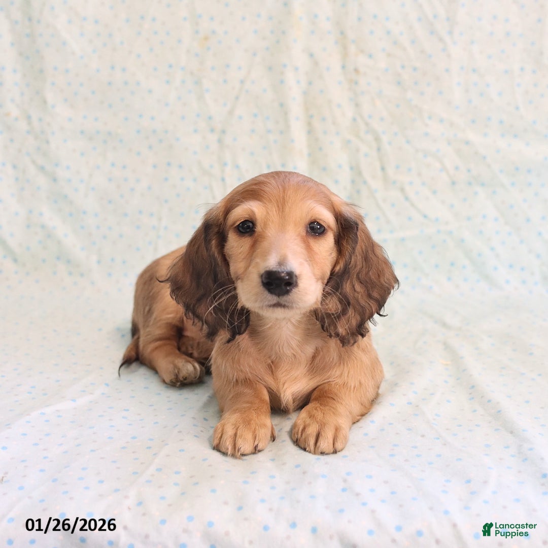 Miniature Dachshund dogs for sale: Jill - Ad 4