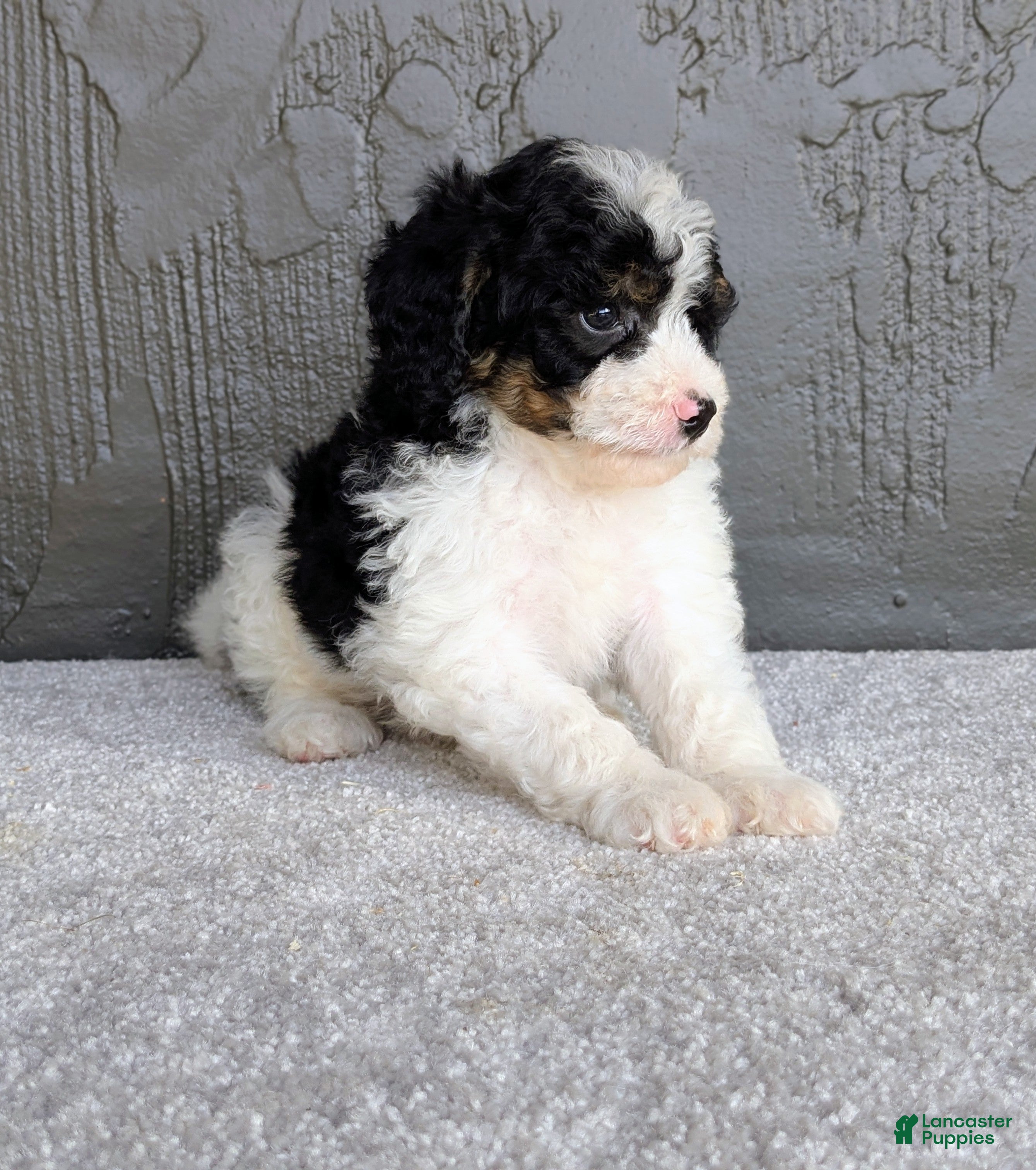 Mini Bernedoodle dogs Bob - Ad 2