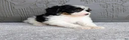 Mini Bernedoodle dogs for sale: Bob - Ad 2