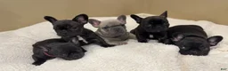 French Bulldog dogs for sale: French Bulldog Puppy 4 - Ad 6