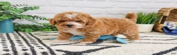 Cavapoo dogs for sale: Macchiato  - Ad 7