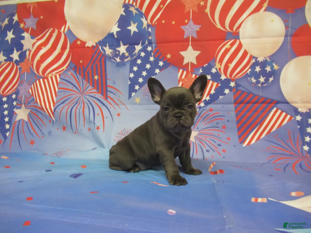 French Bulldog dogs for sale: AKC Blueberry - Ad 1