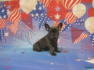 French Bulldog dogs AKC Blueberry - Ad 8
