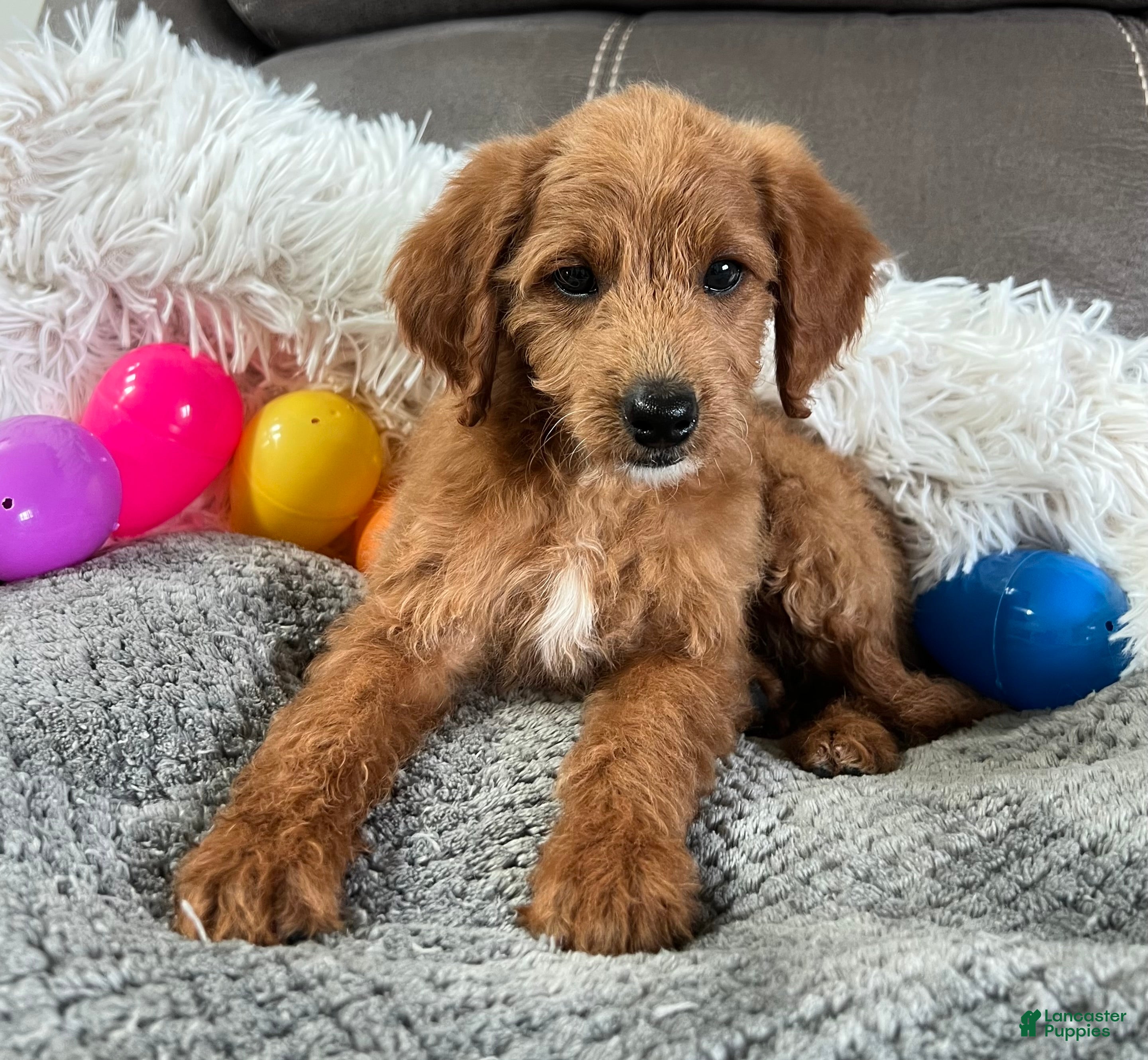 Mini Goldendoodle dogs Lucy (Micro Mini Girl) - Ad 1