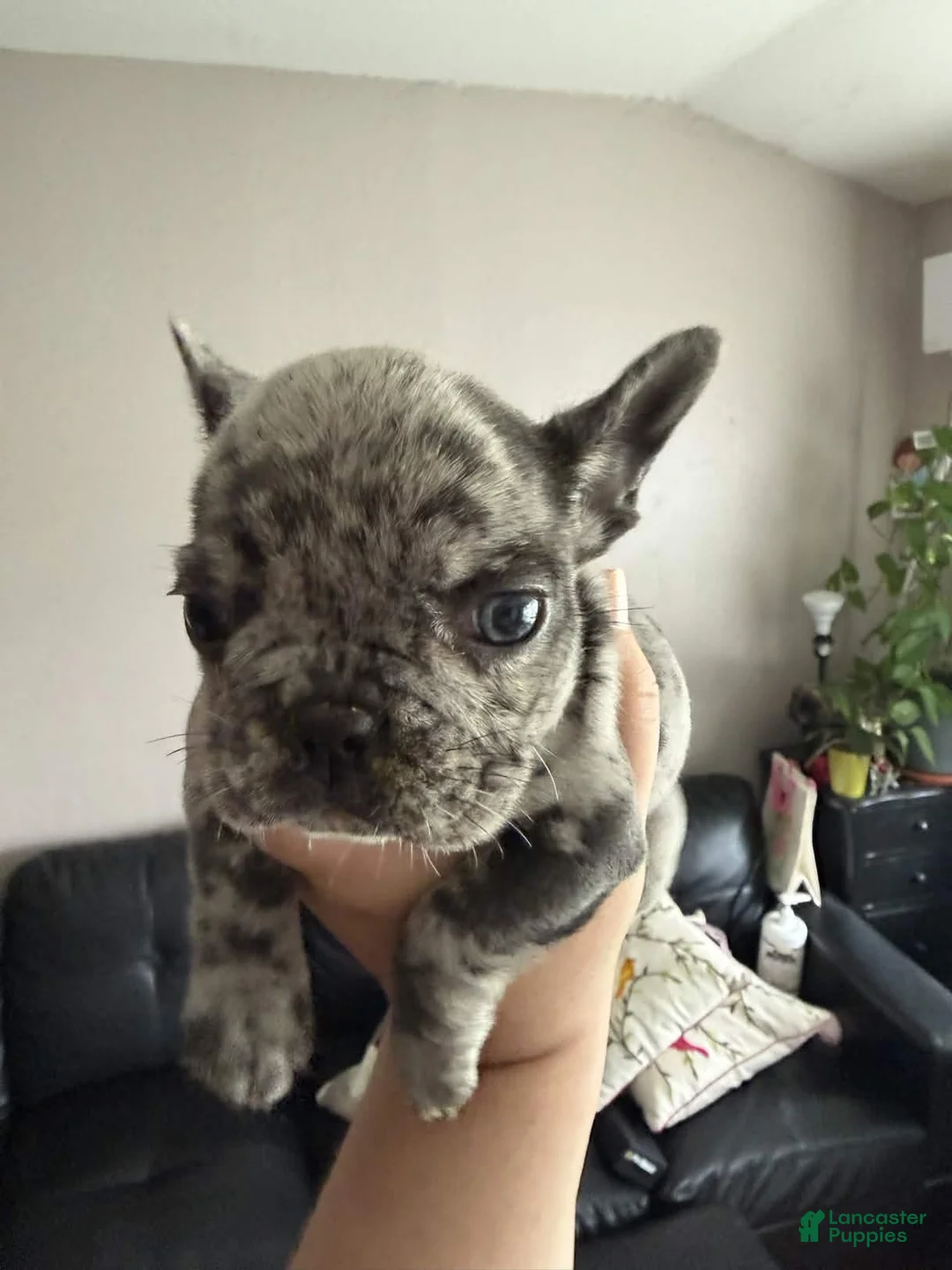 French Bulldog dogs for sale: Gatita - Ad 1