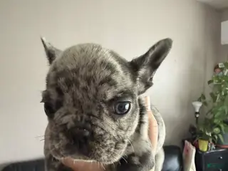 French Bulldog dogs Gatita - Ad 4