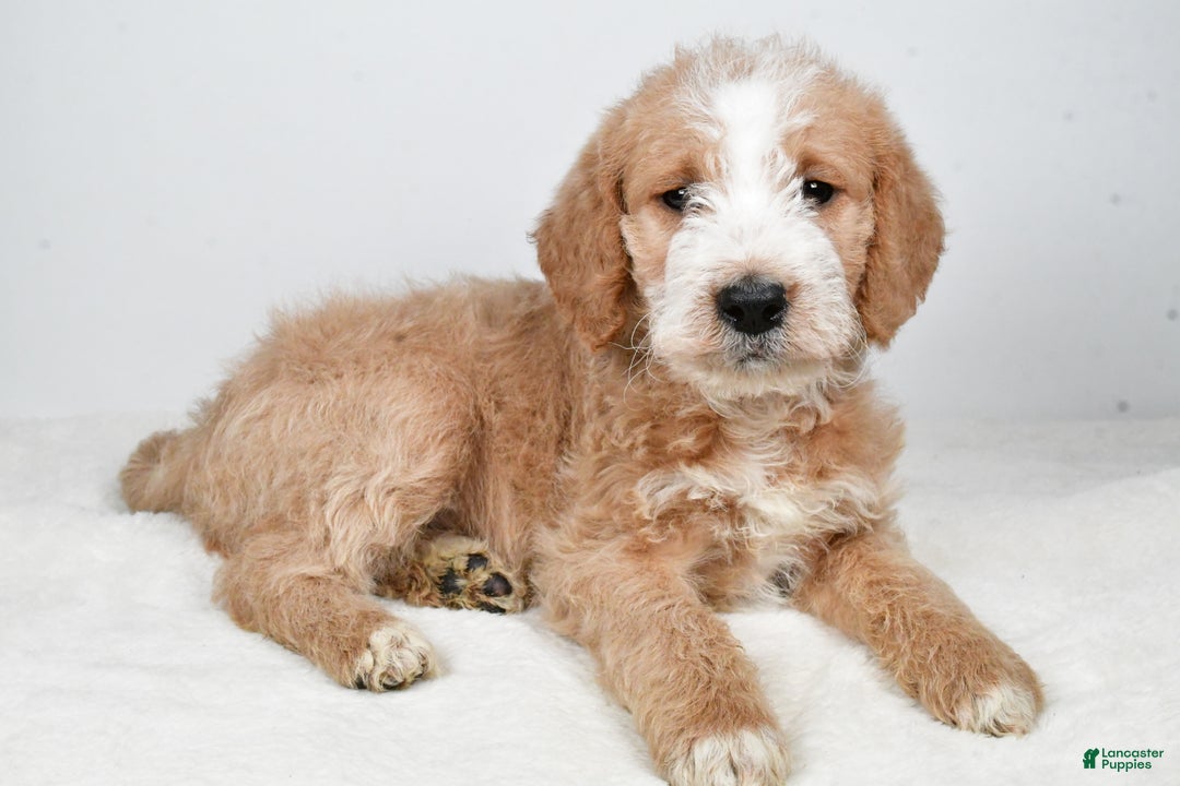 Labradoodle dogs for sale: Nova - Ad 6
