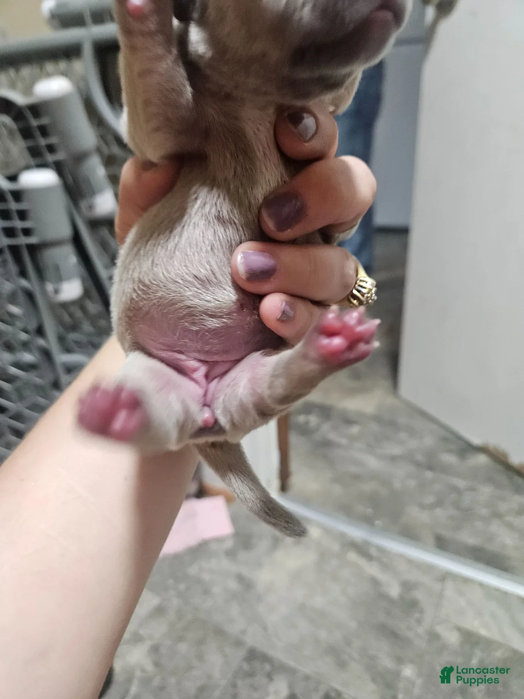 Mixed Breed dogs for sale: Puppy 1 - Ad 1