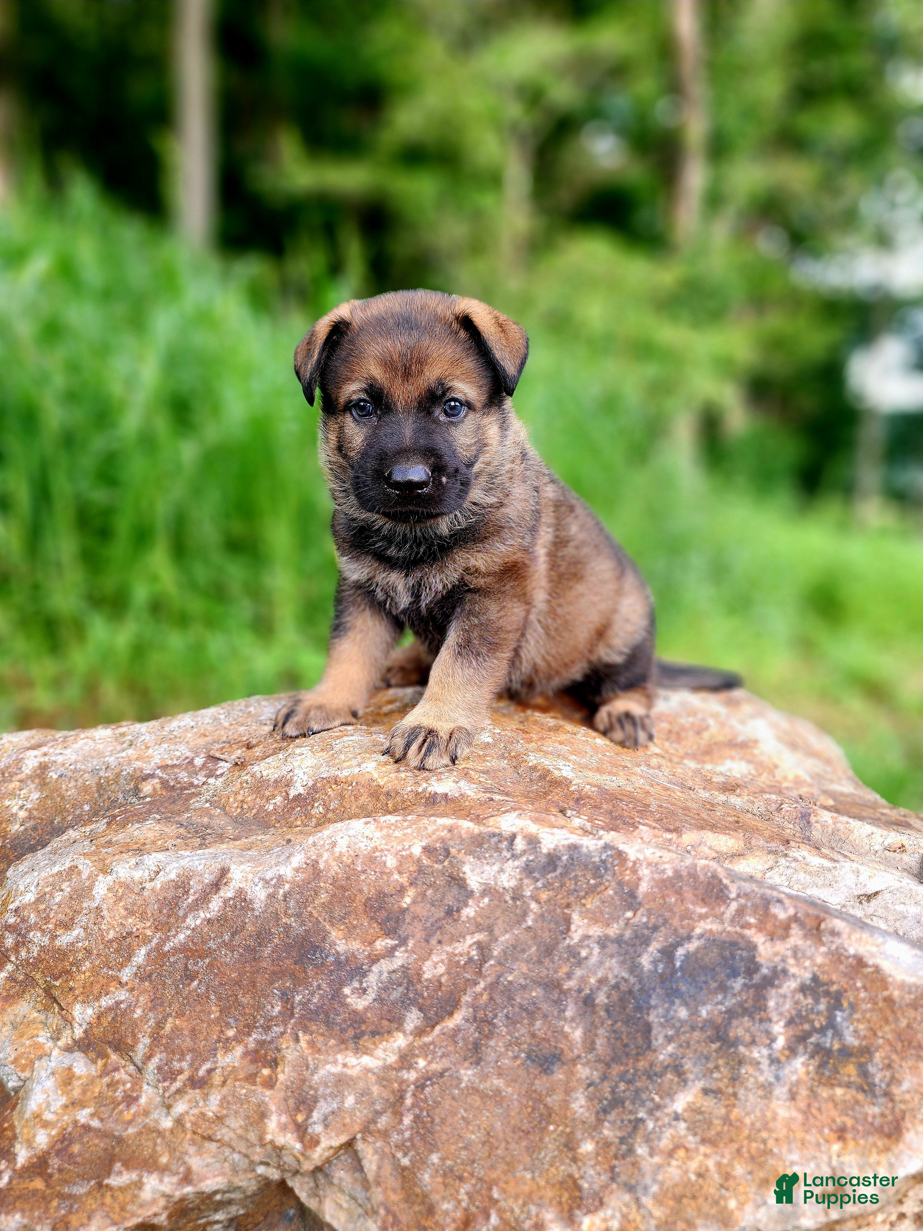 German Shepherd dogs  Thunder - Ad 2