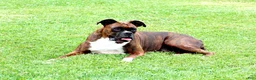Boxer dogs for sale: Emerson  - Ad 8
