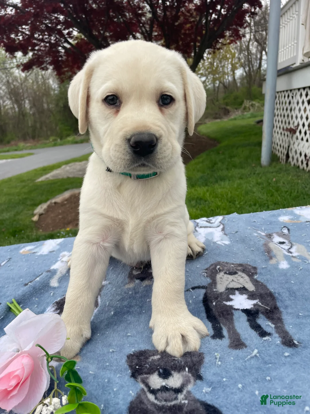 Labrador Retriever dogs for sale: Cooper - Ad 4