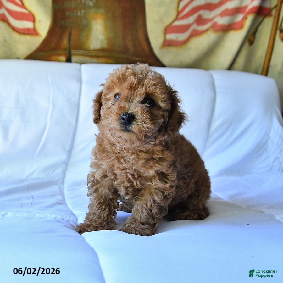 Toy Poodle dogs for sale: Marshall - Ad 2