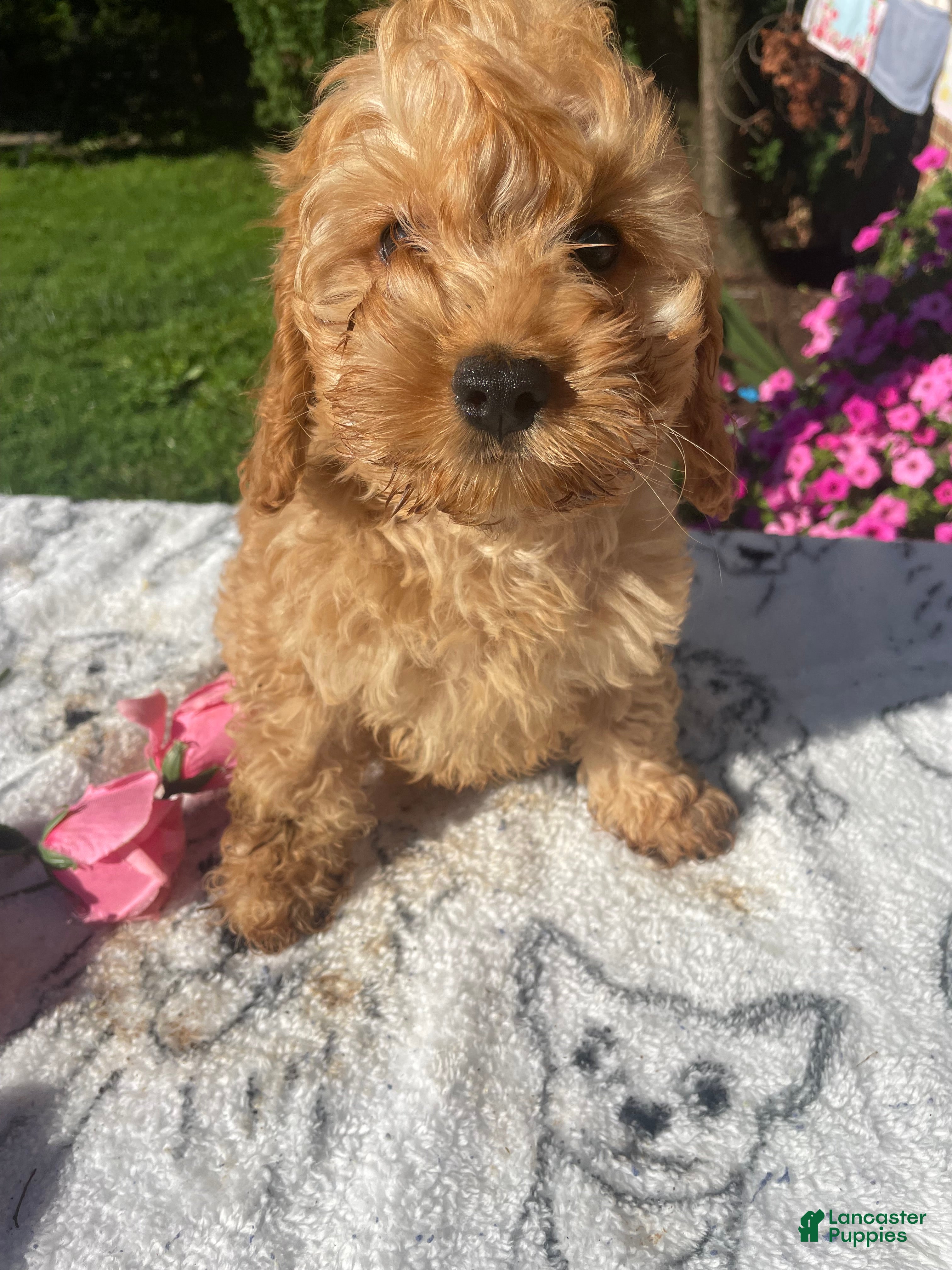 Cockapoo dogs Bentley - Ad 29