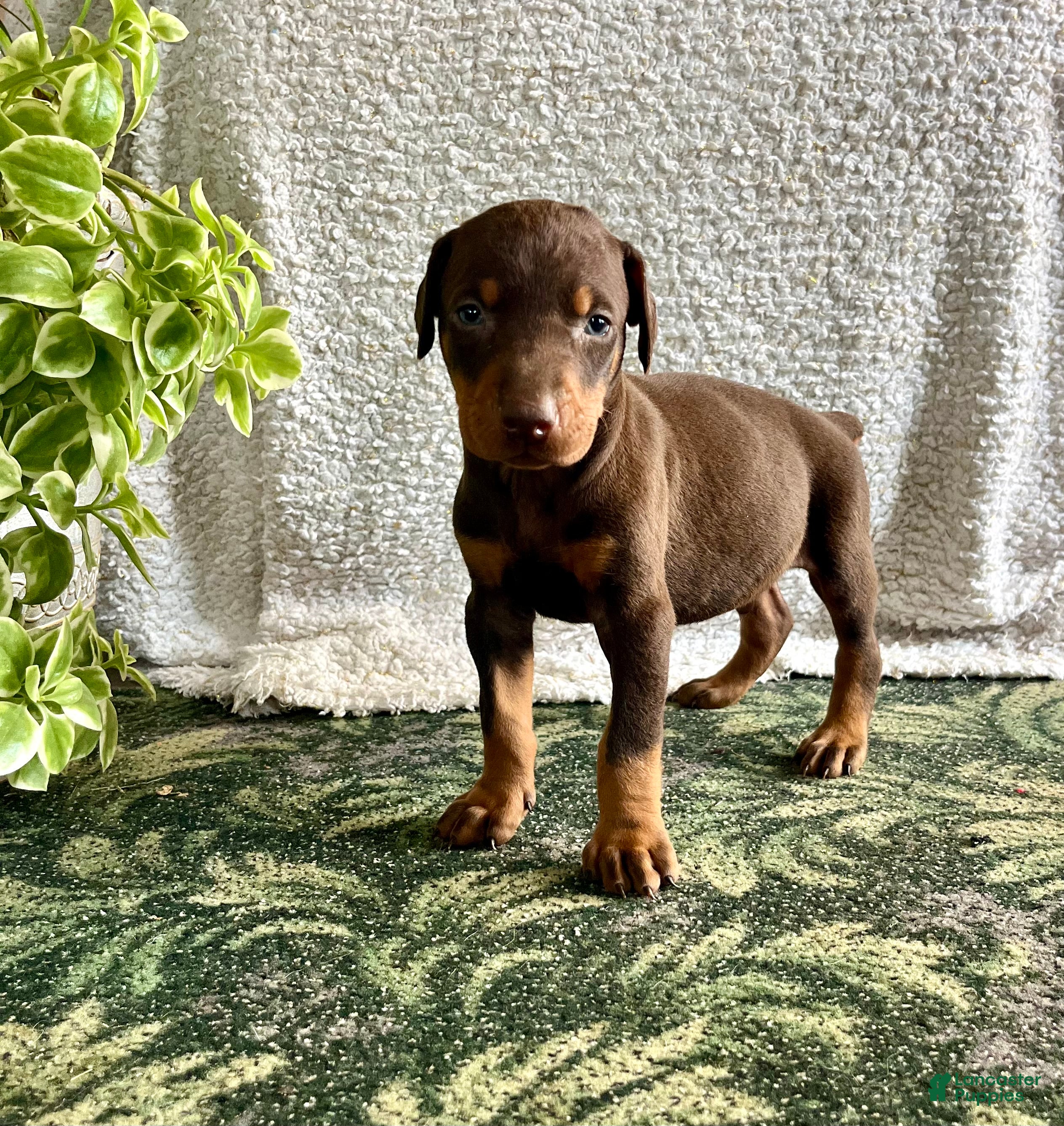 Doberman Pinscher dogs DUKE❤️🐾AKC Ears Tail Docked❤️Call 717-548-2200 - Ad 41