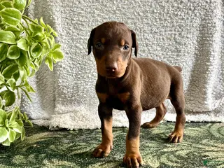 Doberman Pinscher dogs DUKE❤️🐾AKC Ears Tail Docked❤️Call 717-548-2200 - Ad 37