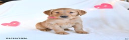 Golden Retriever dogs for sale: Muffin - Ad 1