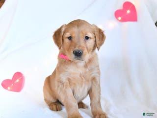 Golden Retriever dogs Muffin - Ad 33