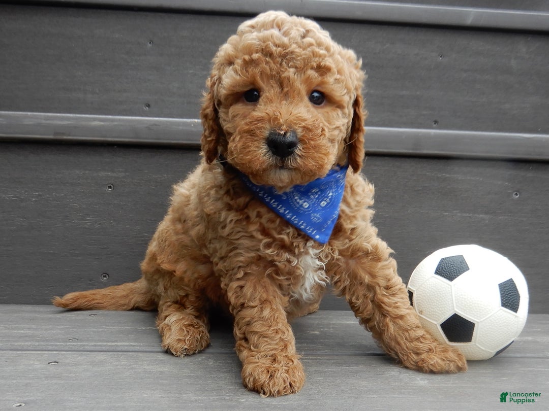 Mini Goldendoodle dogs for sale: Oliver - Ad 2
