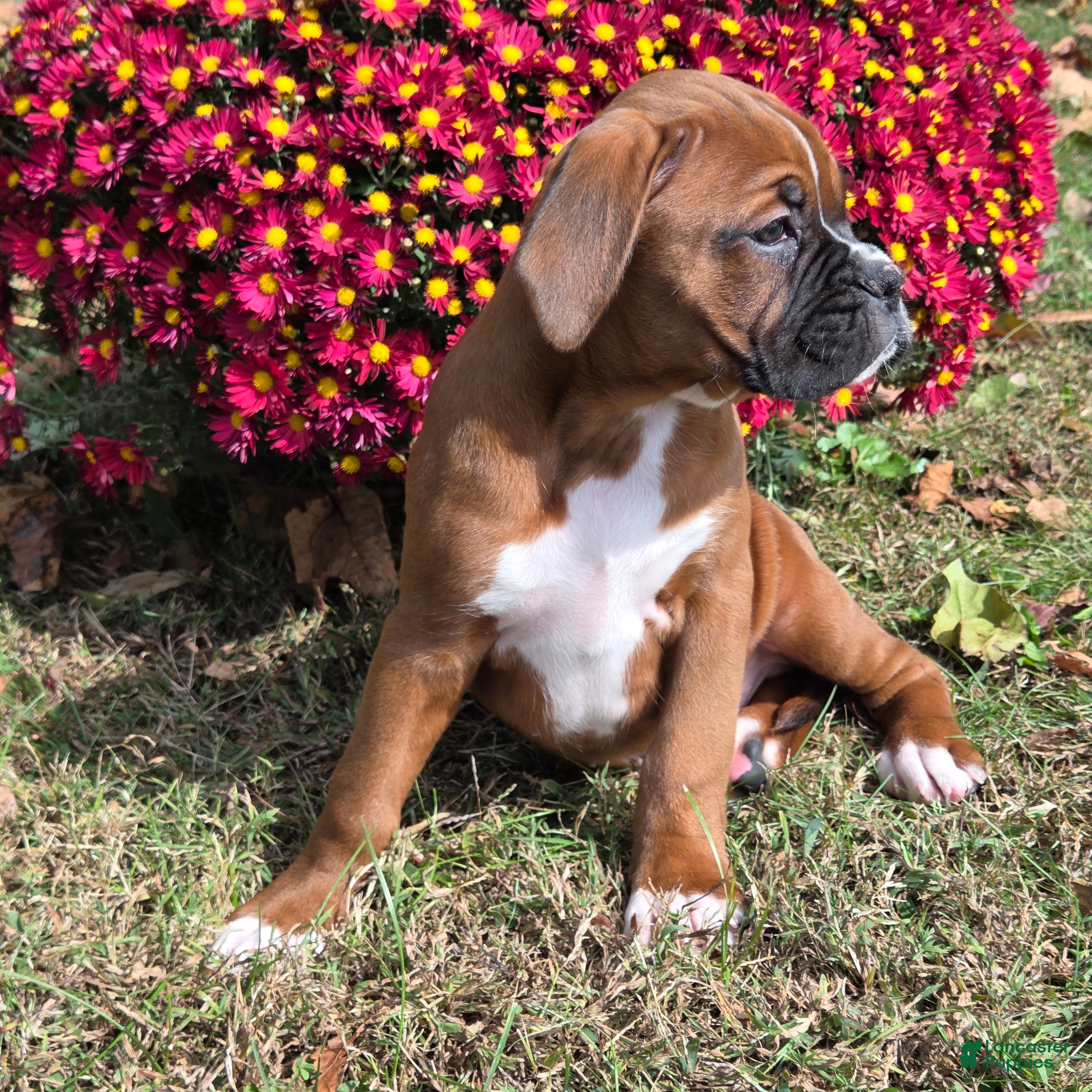 Small Boxer Puppies for sale Lancaster Puppies