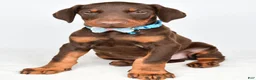 Doberman Pinscher dogs for sale: Hal - Ad 8