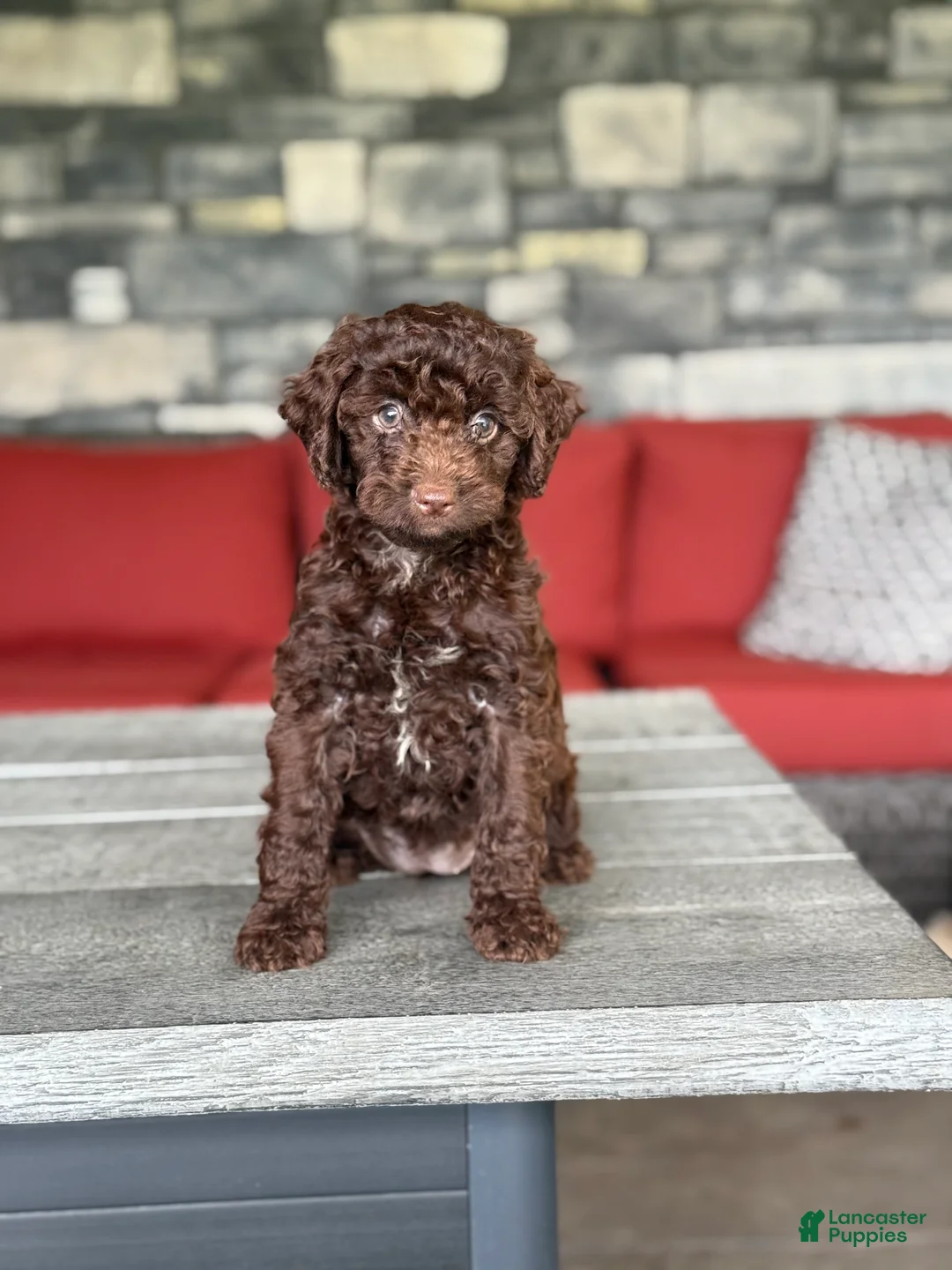 Miniature Poodle dogs for sale: Venus - Ad 1