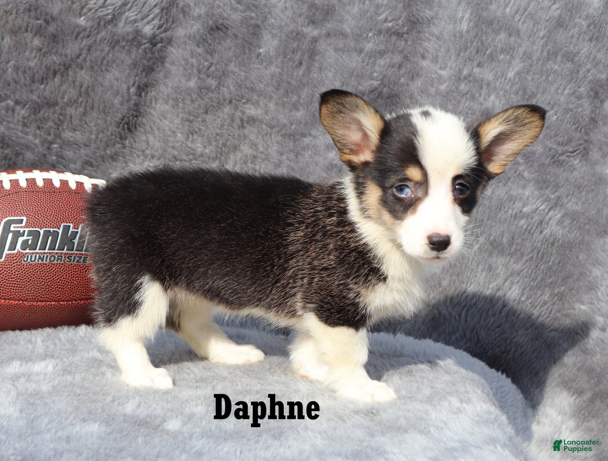 Welsh Corgi Pembroke dogs Daphne - Ad 2