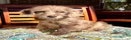 Labradoodle dogs for sale: Lilly - Ad 8