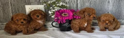 Toy Poodle dogs for sale: Pete - Ad 4