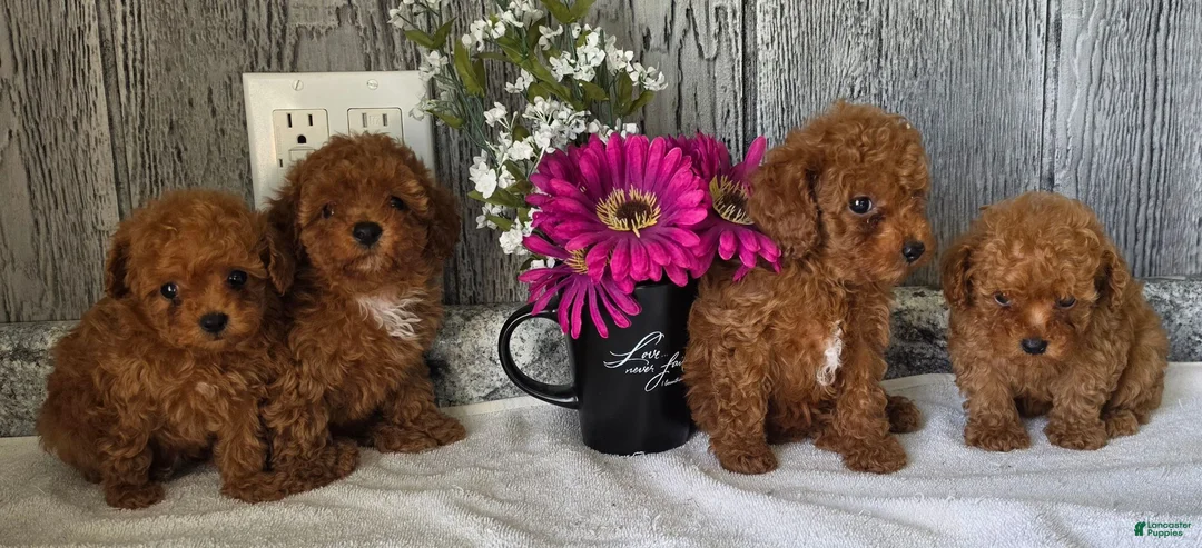 Toy Poodle dogs for sale: Pete - Ad 4