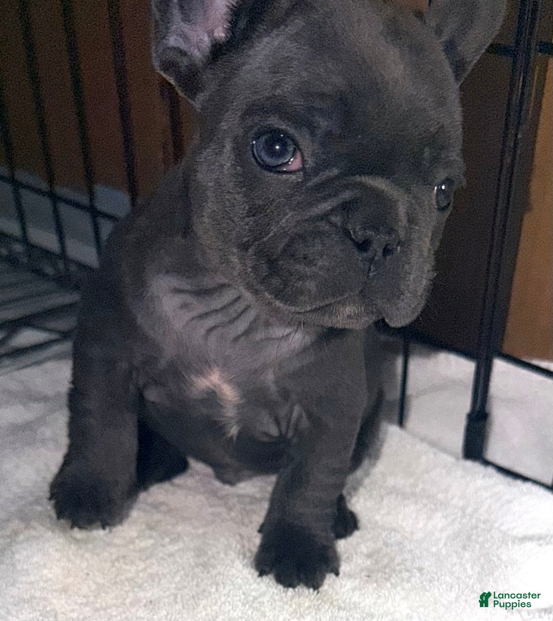 French Bulldog dogs for sale: turbo - Ad 2