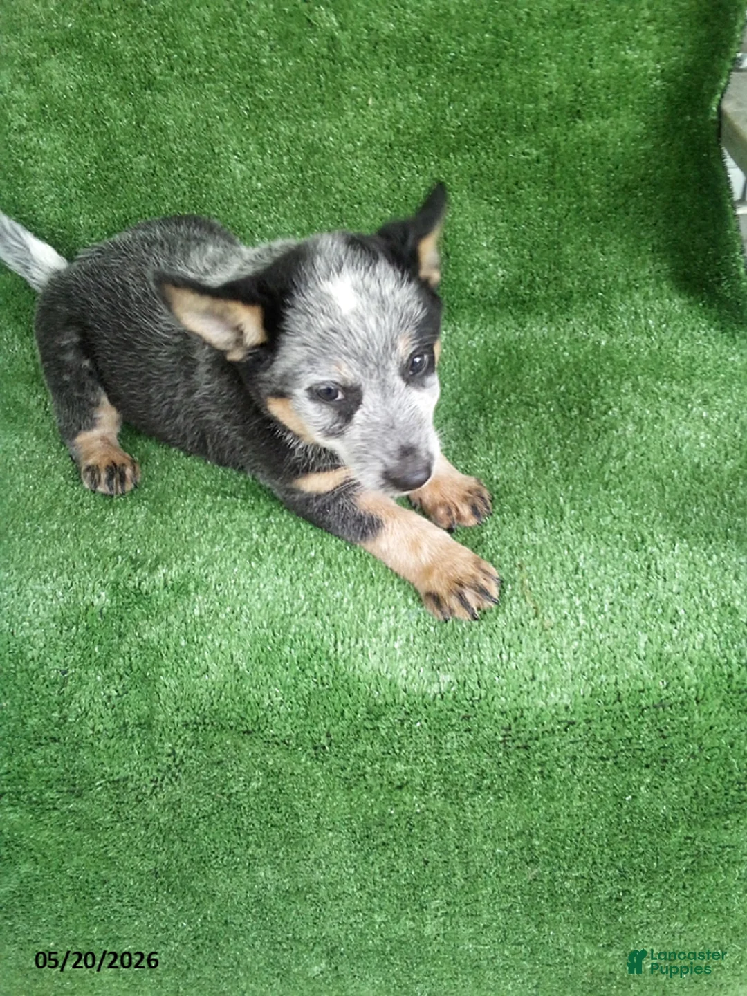 Australian Cattle Dog dogs for sale: Tank - Ad 2
