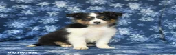 Shetland Sheepdog dogs for sale: Pepsi - Ad 1