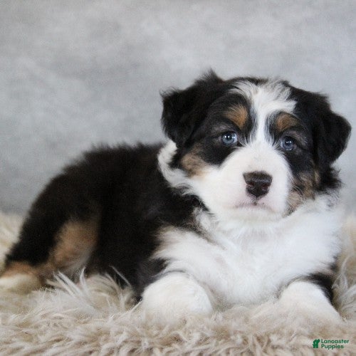 Australian Shepherd dogs Cameron - Ad 33
