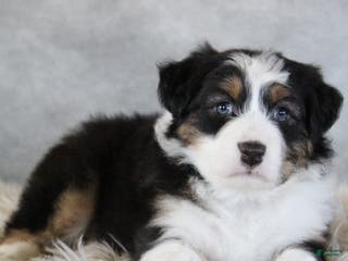 Australian Shepherd dogs Cameron - Ad 23