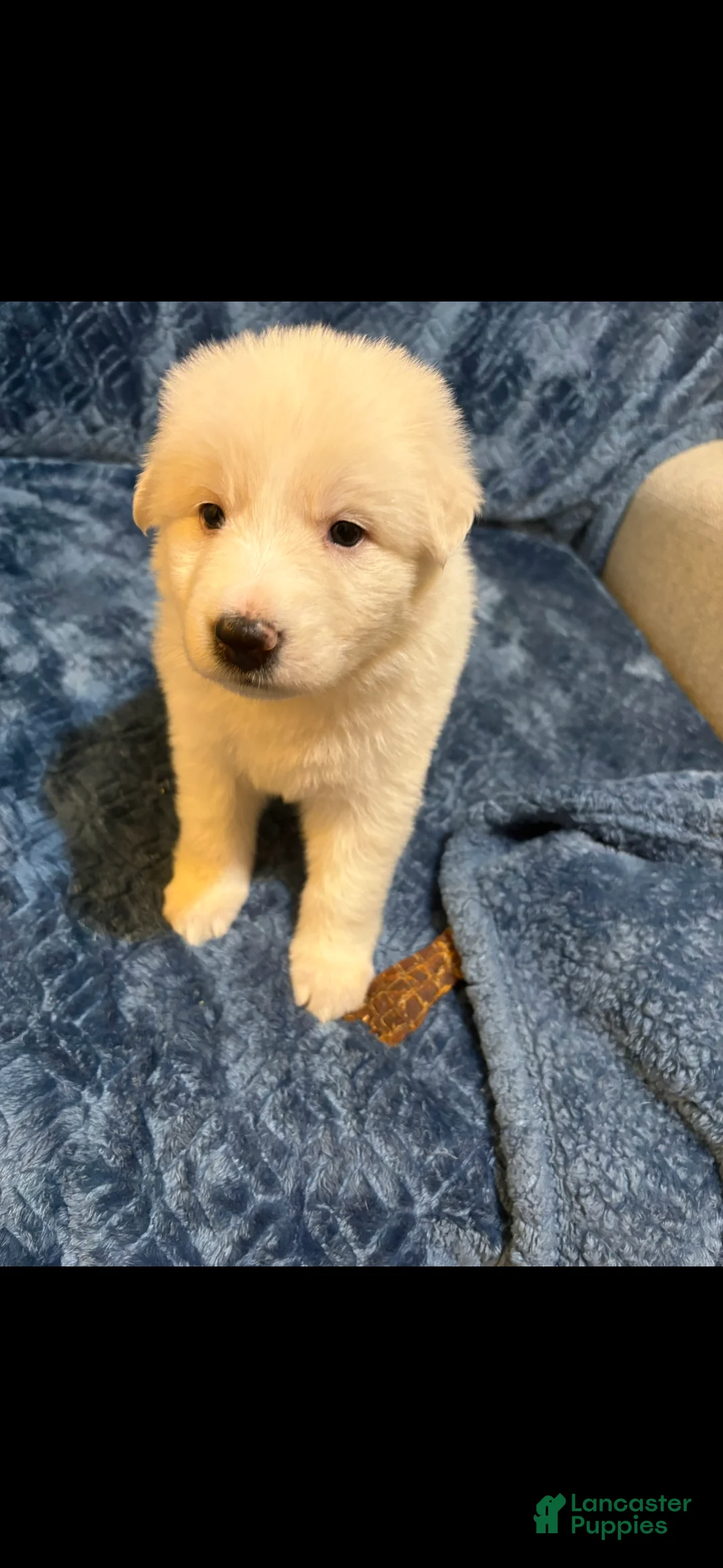German Shepherd dogs for sale: German Shepherd 3 - Ad 2