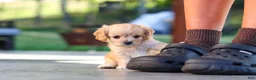 Cavapoo dogs for sale: Sky - Ad 8