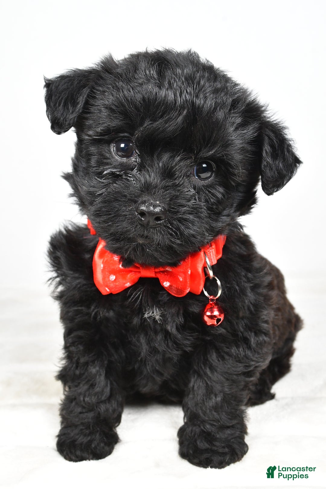 Yorkiepoo dogs for sale: Tinker - Ad 6