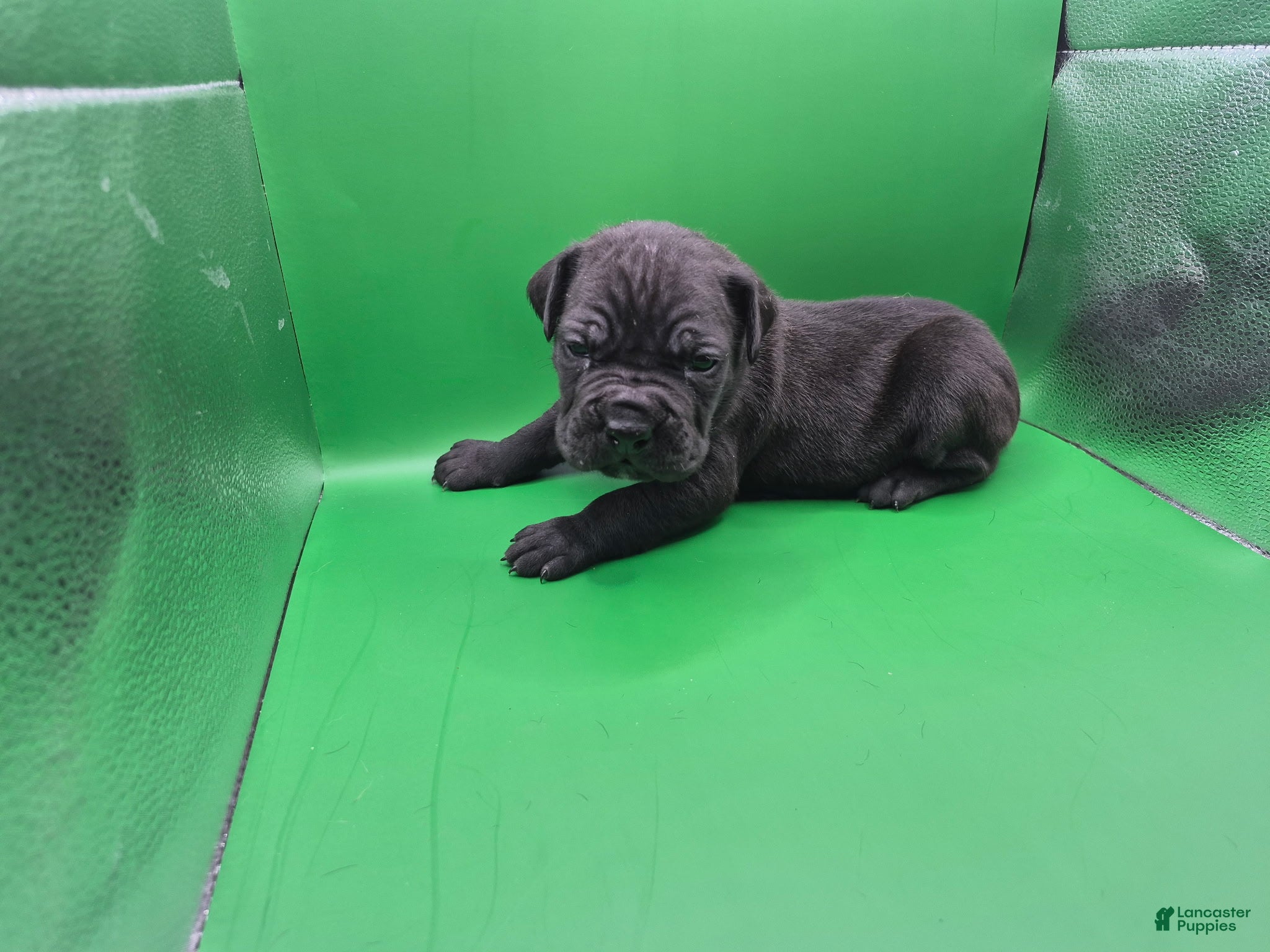 Mixed Breed dogs Green collar - Ad 35