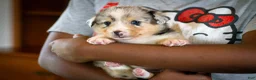 Mixed Breed dogs for sale: Cody - Ad 8