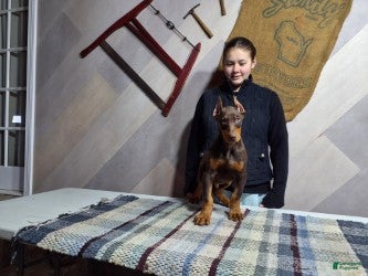 Doberman Pinscher dogs Moses - Ad 2