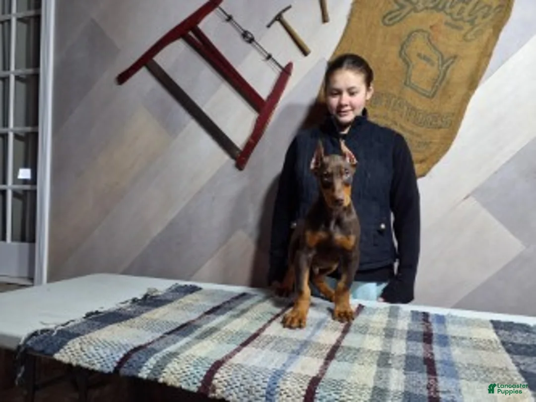 Doberman Pinscher dogs for sale: Moses - Ad 2