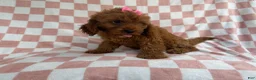 Cavapoo dogs for sale: Reba - Ad 6