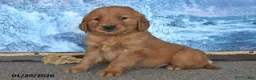 Golden Retriever dogs for sale: Chester - Ad 3