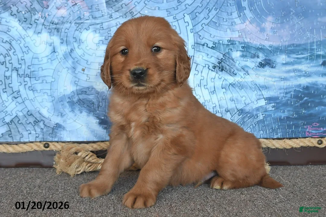 Golden Retriever dogs for sale: Chester - Ad 3